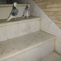 کفتر|پرنده|قم, باغ پنبه|دیوار
