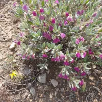 زمین باغ ویلا|فروش زمین و ملک کلنگی|رزن, |دیوار