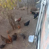 مرغ و خروس محلی سرحال