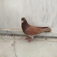 تهرانی زوردار|پرنده|سرپل ذهاب, |دیوار