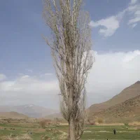 فروش تک درخت چنار