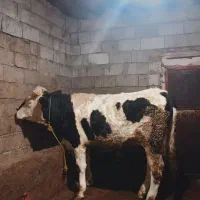 گوساله نر سیمینتال تقریباً 360 الی 370کیلویی|حیوانات مزرعه|سراب, |دیوار