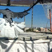 سبز اصفهانی تخت دم سفید