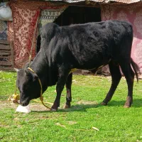 کوله آث بودیت دار