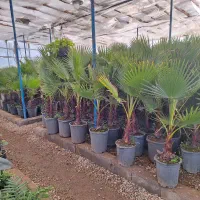 پالم تنه دار گلدان باغ باغچه