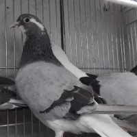 خرقه جودی اصیل