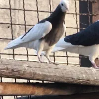 جوجه تیکه پاره