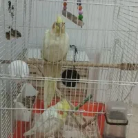 فروش عروس هلندی