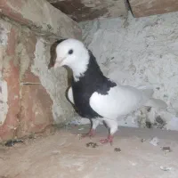 کلفه