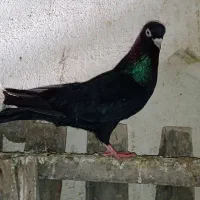 کبوتر.کله ایی.زاغ.