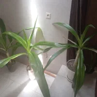 گل اشک ملکه