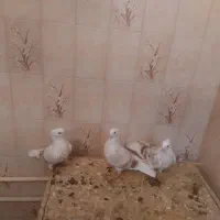 زرد نباتی با جوجه هاش