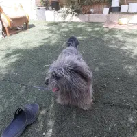 تِرییِر رنگ خاص|سگ|تهران, افسریه جنوبی|دیوار