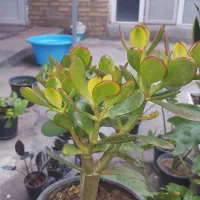 گل و گیاه آپارتمانی قیمت مناسب از ۵۰ الی۲۰۰