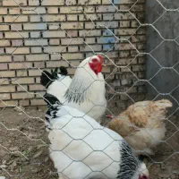 تخم مرغ نطفه دار برهما لایت|حیوانات مزرعه|مشهد, نوید|دیوار