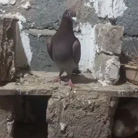 فروش کبوتر مسافتی