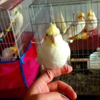 عروس هلندی به اسم مخمل کاملا دستی|پرنده|ابهر, |دیوار