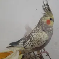 دو تا عروس ابلغ لوتینو