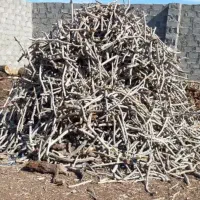 خریدار انواع چوب پسته و مرکبات .برید درخت
