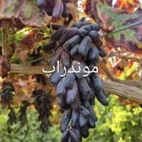فروش ویژه نهال انگور موندراپ تضمینی