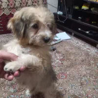 توله سگ شیتزو تریر نر|سگ|کرمانشاه, |دیوار