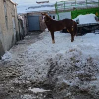 اسبه 5ساله 6دانگ سواریش حرف نداره رقاص