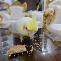 5 میلیون مژدگانی عروس هلندی گمشده