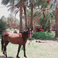 اسبسالمفروشی|اسب و تجهیزات اسبسواری|فاریاب, |دیوار