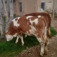 دو راس گوساله ماده سمینتال مونت بیلیارد