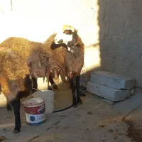 میش  ۳راس جوان یکدست آبستن|حیوانات مزرعه|خنداب, |دیوار