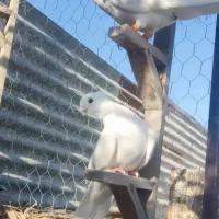 فروش 15تا نر دست اولی (کازرون)