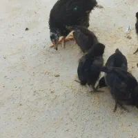 جوجه اصل محلی|حیوانات مزرعه|کاکی, |دیوار