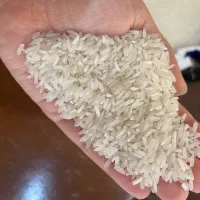 برنج فجر