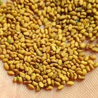 بزرگترین فروشگاه بذریونجه ایرانی وخارجی