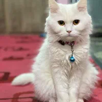 گربه پرشین اسکاتیش جنسیت ماده متولد۱۴۰۱/۶/۱۶|گربه|کرمان, |دیوار