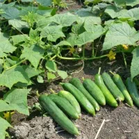 کارگر ساده گلخانه