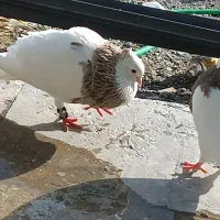 طوقی،شازده،شهری، کفتر کبوتر