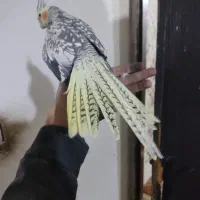 عروس هلندی ماده طاووسی کینگ دستی  باتخم خاکی