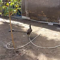 موتور سیکلت مرغ لاری اصل ۲عدد