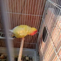 طوطی برزیلی|پرنده|بندر کنگان, |دیوار