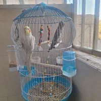 عروس هلندی نروماده|پرنده|پاکدشت, پاکدشت (مامازند)|دیوار