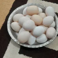 حیوانات مزرعه