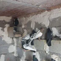 کبوتر سینه سیاه