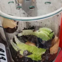 حلزون اچاتینا