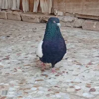 سینه سیاه|پرنده|اهواز, عین ۲|دیوار