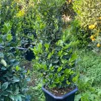 یاس هلندی جعبه۴۰|گل و گیاه طبیعی|کلاچای, |دیوار