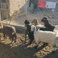 6عددبزغاله|حیوانات مزرعه|بردسکن, |دیوار