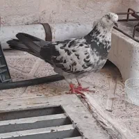 کبوتر
