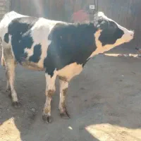 گاوماده هلشتاین300