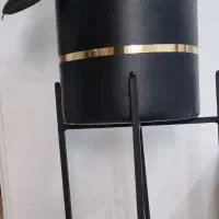 گل زیبا فیکوس